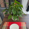 Raffia Table Runner and Placemats - Ugandan tablemat -RTM05_1